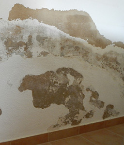 Rising Damp, Saltpetre. Dampness in buildings, Moisture & humidity problems. Damp house causes and treatment of dampness. Removing moulds, algae, fungi. Algarve, Portimão, Lagos, Lagoa, Carvoeiro, Aljezur, Sagres, Monchique, Silves, Albufeira